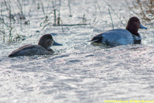 redhead ducks, female and male